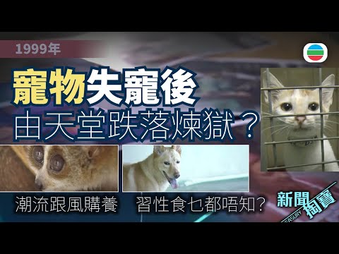 TVB 新聞掏寶｜寵物失寵後：潮流致一窩蜂買寵物　習性食乜都唔知？領養｜人道毀滅｜送養 (繁 / 簡字幕)｜香港歷史片段｜無綫新聞 TVB News