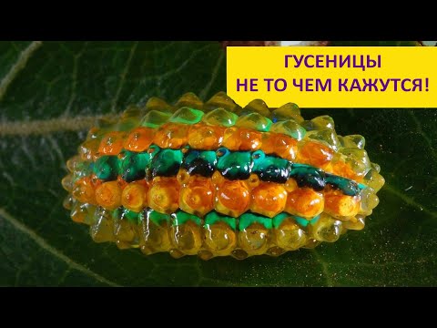 Гусеницы не то чем кажутся! Наталья Носова