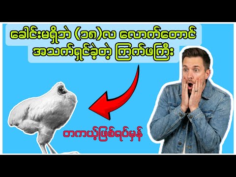 ခေါင်းမရှိဘဲ အသက်ရှင်ခဲ့တဲ့ကြက်ဖကြီး Mike (တကယ့်ဖြစ်ရပ်မှန်)| The True Story of the Headless Chicken