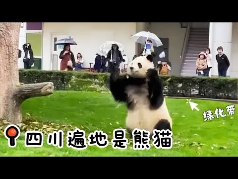 四川果然遍地是熊猫,下楼遛个弯都能在“绿化带”里看见国宝! #国宝 #大熊猫芝麻