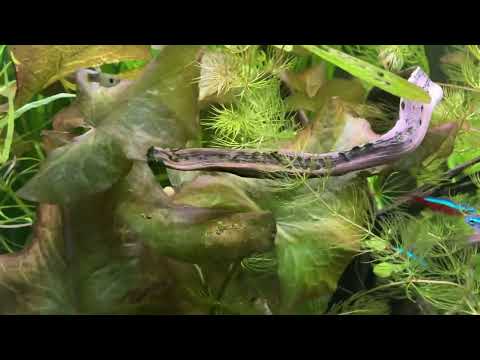 Простой рабочий способ борьбы с водорослями в аквариуме…