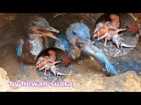 RANTAI MAKANAN ANAK BURUNG TENGKEK DARI LAHIR HINGGA TERBANG