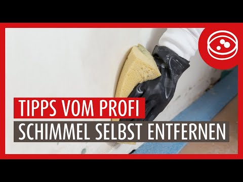 Schimmel an der Wand im Haus selbst entfernen: Bis zu diesem Ausmaß möglich | Ratgeber vom Experten