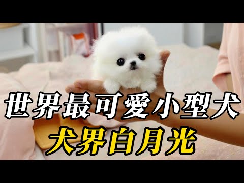 全世界最可愛的10種小型犬，第八名比玩偶還精致！第壹名可愛程度無人能及，瑪麗蓮・夢露都爲其沁心！#动物 #animals #知识渊博 #科普 #百科密码 #野生动物 #特有種 #寵物
