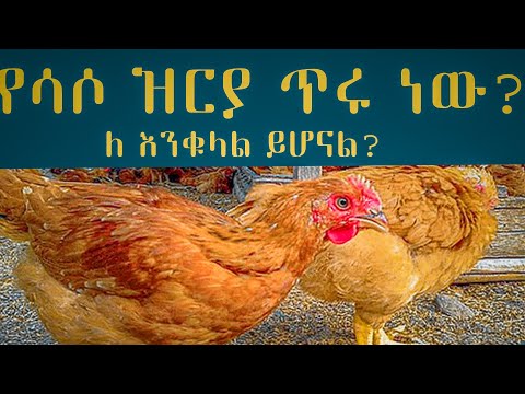 ሀገሩን ያጥለቀለቀው ሳሶ የዶሮ ዝርያ ግን ሳሶ ጥሩ ዝርያ ነው?