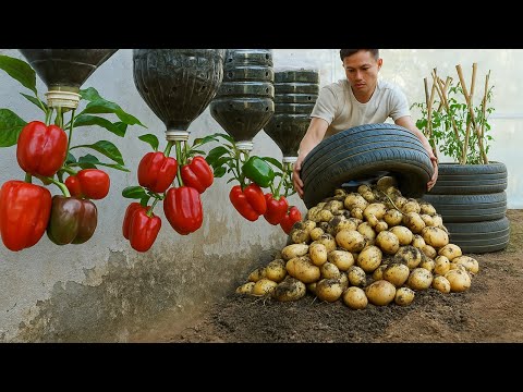 It's a pity if you don't know this home gardening method - Big and many tubers