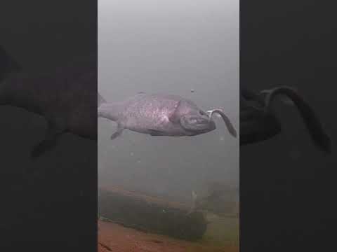 Bad Day To Be A Minnow! #icefishing #shorts