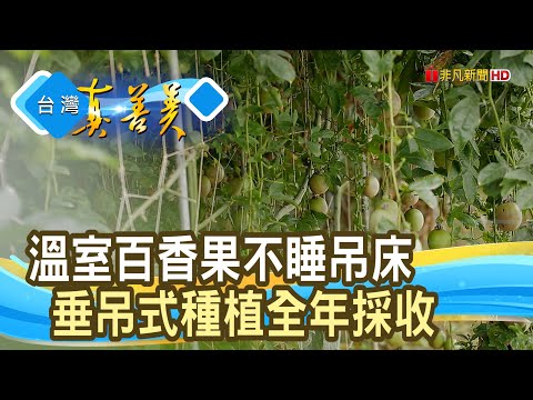 不睡吊床的“溫室百香果”｜紫皇果園｜【台灣真善美】2025.06.29