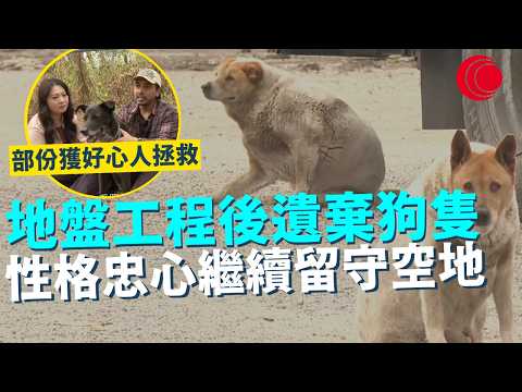 一線搜查｜地盤工程後遺棄狗隻 性格忠心繼續留守空地 火車倉情況嚴峻 部份獲好心人拯救 開始全新生活｜958集｜有線新聞 余琦琪｜#一線搜查｜HOYTV 77台 #HOYTV #開電視 ＃HOY