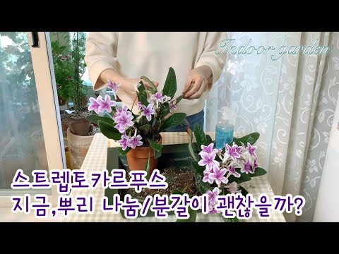 사계절 꽃피우는 스트렙토카르푸스 뿌리 나눔/여름대비 분갈이