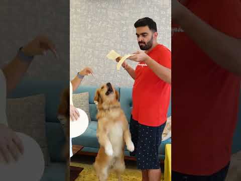 How many tortillas did you count? #shorts #challange #husbandwifecomedy