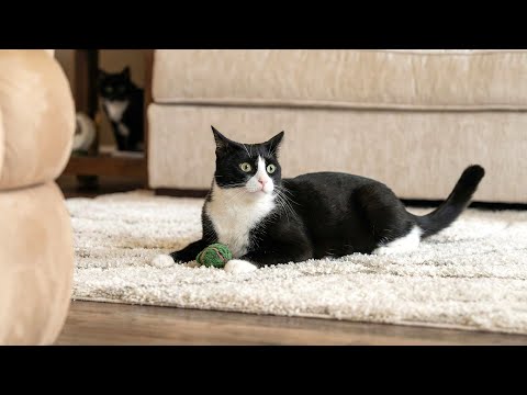 These Funny and Cute Cats Are Too Real 😹 Relatable & Hilarious Moments