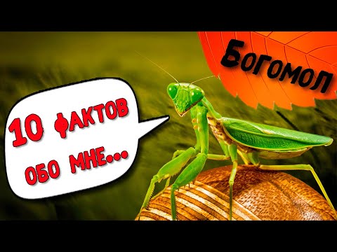 Удивительные факты о Богомоле! AntsWorld