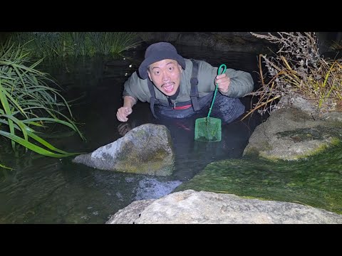 Let's eat something caught in an artificial pond in the middle of the city teeming with alien spe...