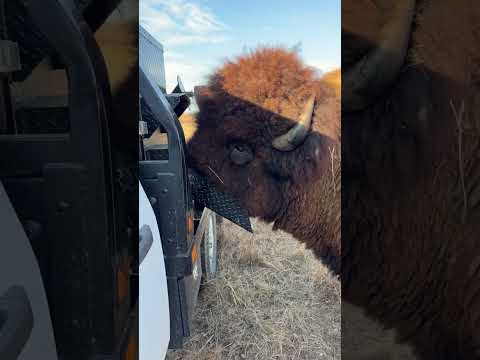 Either really spoiled or smart…maybe both! Big Joe! #bison #farming #bisonherd #buffalo