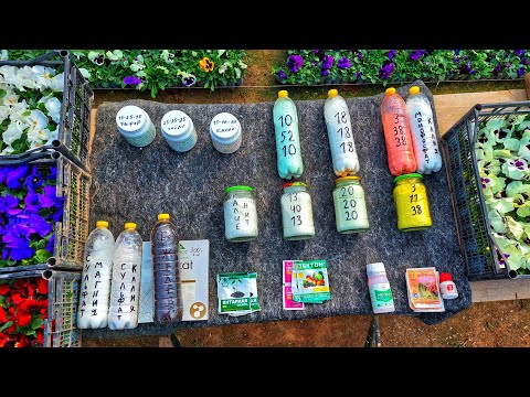 За!! Результат!! Отвечаю!! ВОТ КАК НАДО ПОДКАРМЛИВАТЬ ЦВЕТОЧНЫЕ КУЛЬТУРЫ ДЛЯ ШИКАРНОГО РЕЗУЛЬТАТА.