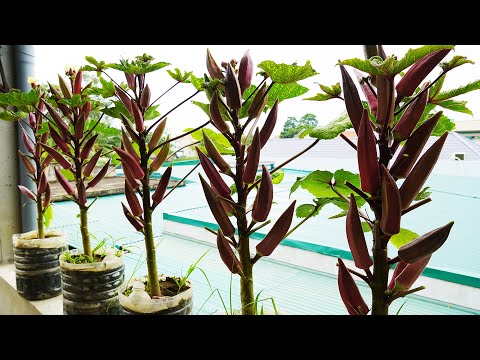 How I Grow Okra In Plastic Bottle! Big Pods And Lots Of Them!