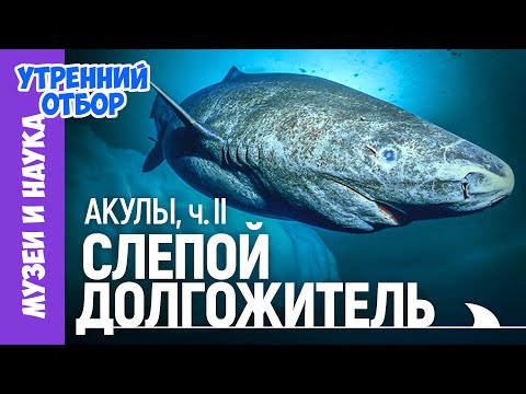 Акулы, ч.2: Гренландская акула - долгая жизнь, странные паразиты и самый ужасный кулинарный продукт.
