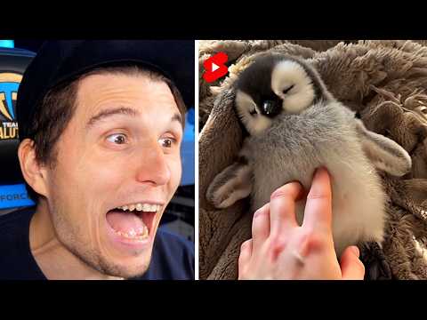 Paluten guckt Shorts bis er niedliche Pinguine trifft