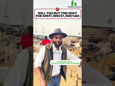 Will You Buy This GOAT For $1548 in Ghana? #semanhyiafarms #goats