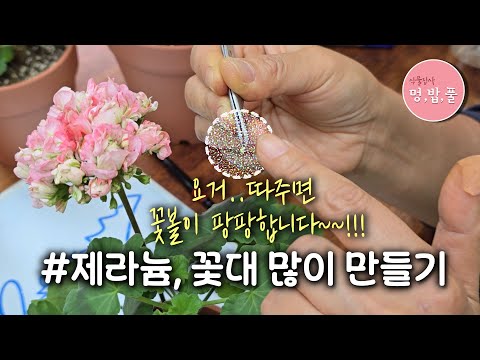 제라늄,꽃대 많이 올리기*제라늄새순집기 #제라늄꽃대많이만들기 #제라늄꽃많이