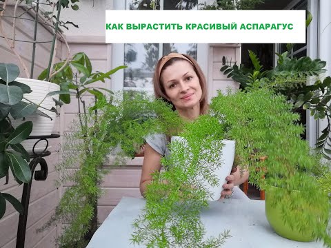 АСПАРАГУС МЕЙЕРА /УХОД, ПЕРЕСАДКА