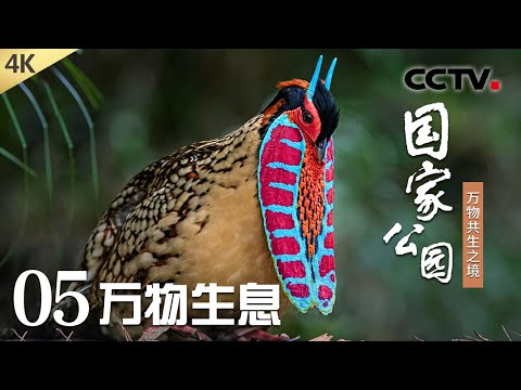 【4K】走进中国国家公园，看人与动物的“双向奔赴”《国家公园——万物共生之境》第5集 万物生息 | CCTV「国家公园——万物共生之境」