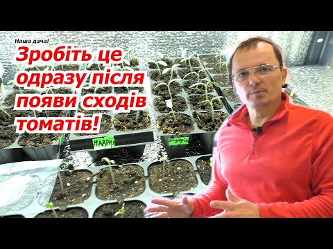 Розсада томатів ніколи не потягнется, якщо з нею так зробити.