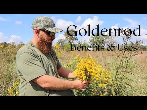 Goldenrod - Benefits and Uses
