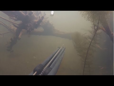 Features of UNDERWATER HUNTING on small rivers: Tactics and Safety