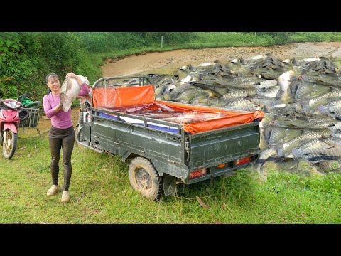 Buy A Lot Of Big Fish From Net Farmers, Use 3-Wheeled Truck Transport Many Fish Sell For Villagers