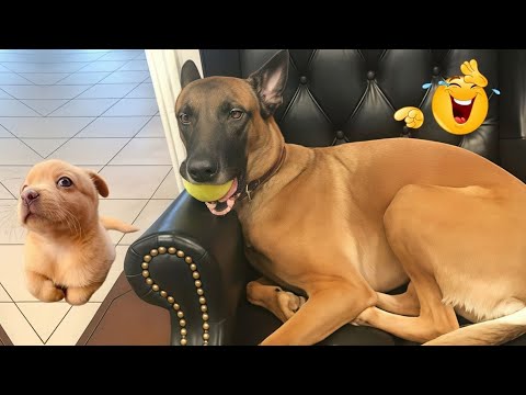 HILARIOUS DOGS Being Weird 🤪 NEW Funniest Dogs Video 2026