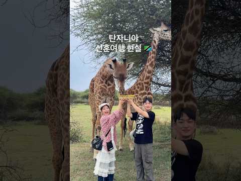 탄자니아로 신혼여행 가면 만날 수 있는 것들은? #shorts #사파리 #신혼여행 #한일커플