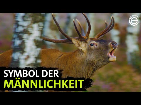 Das geheime Leben der Rothirsche | Erlebnis Erde