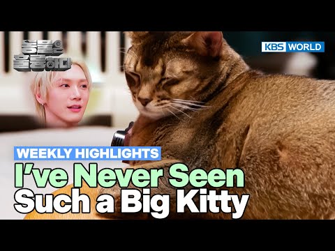 [Weekly Highlights] TEN Leon Meow😻 [Animals Are Incredible] | KBS WORLD TV 250416