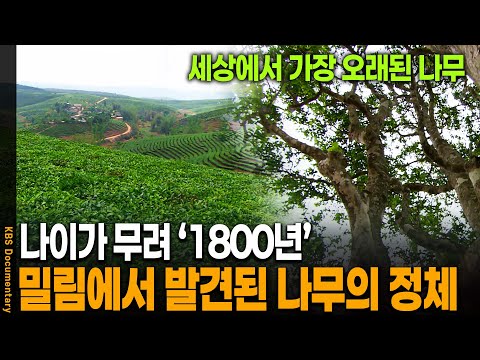 [차마고도 3부] 죽음의 길, 차마고도에서 발견한 1,800년 된 차나무의 정체 | KBS 20071020방송
