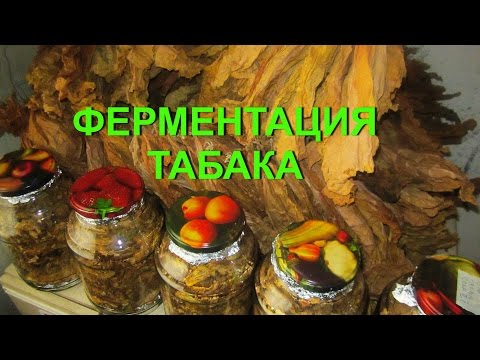 ДНЕВНИК ТАБАКОВОДА № 43  13.08. ФЕРМЕНТАЦИЯ ТАБАКА , ЧАСТЬ 1  ТАБАК