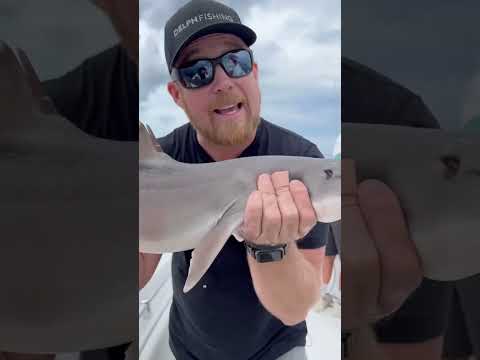 Shark with spines caught in 1000 feet of water called a southern dogfish #shorts #shark #fishing ￼