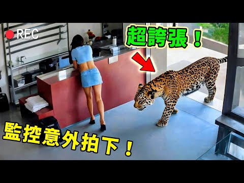 動物闖入人類世界的十大瞬間！棕熊精準偷肉，100隻鹿集體開趴，第一名千萬人圍觀，讓總統親自為他們修改法律！