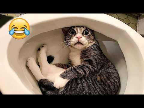 Funniest Cats and Dogs Clips 2025😼🐶Try Not To Laugh😜