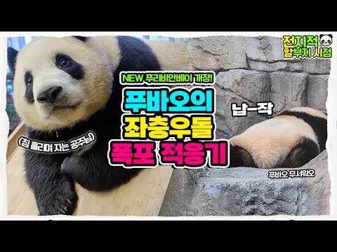 (SUB) 'Dirt' Bear FUBAO became one with dirt! FUBAO's challenge to the pool!🐼│Everland Panda Fubao