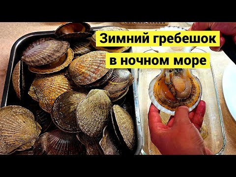 The sea has gone, but the shells remain! Night foraging