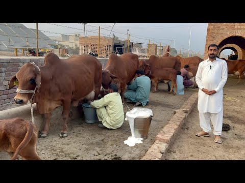 Live Milking of Elite Sahiwal Cows at SMI Dairy Farm, Punjab, Pakistan #cow #farming 