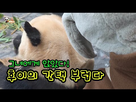 🗓20251217 세컨하우스🎦댓잎줄기도 잘먹는 루이후이 | 간택당한 관람객🎦💕🐼루이바오🐼후이바오💕(음성수정)