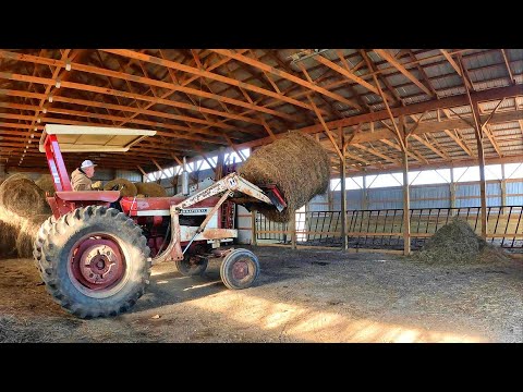 The Cattle's Big Move