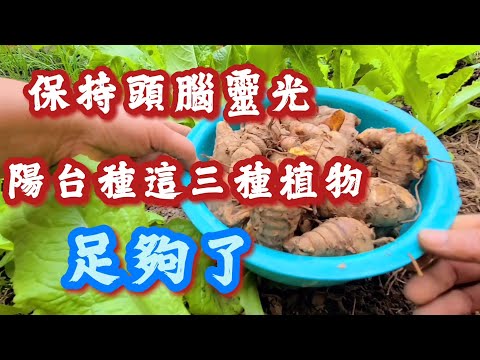 喝❗️如何頭腦更聰明聰❗️陽台可種這三種植物 喝出聰明 喝出健康