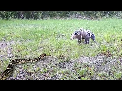This Snake Messed with the Wrong Opponent