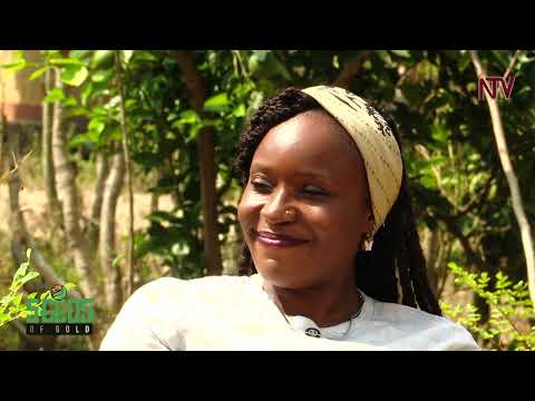 Discover the benefits of growing Moringa | SEEDS OF GOLD