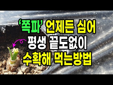 쪽파 언제든 심어 평생 끝도없이 공짜로 수확해 먹는 방법