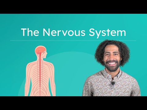 The Nervous System - How the Brain and the Body Communicate
